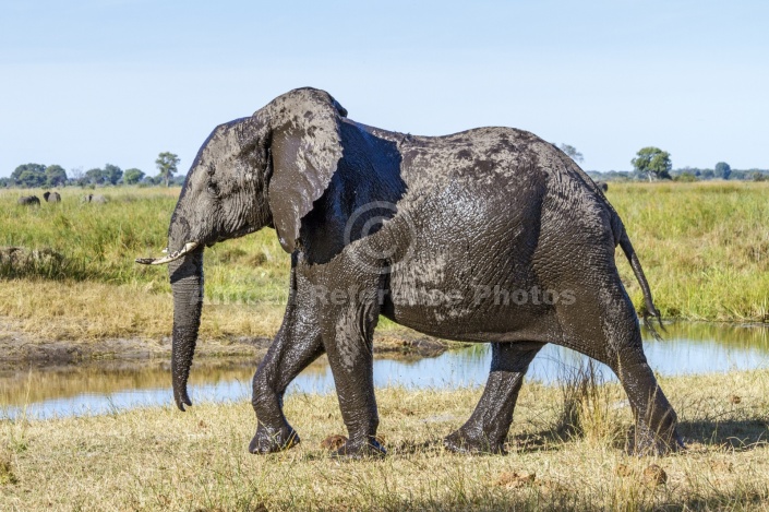 Elephant with Wet Coat