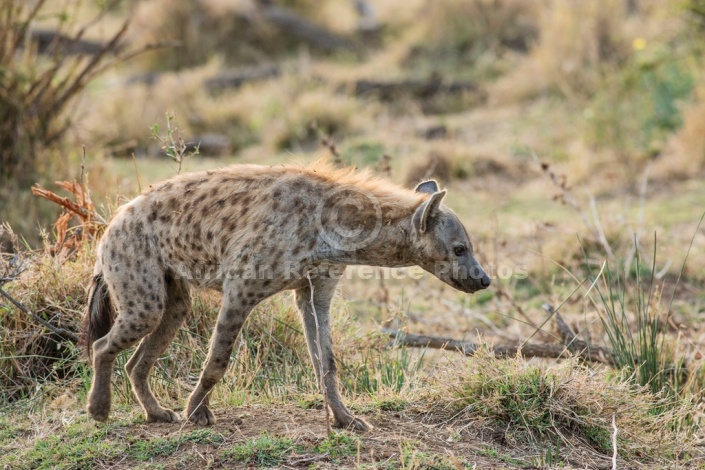 Spotted Hyena photo for art reference