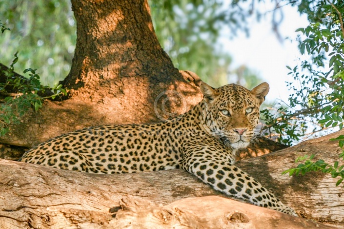 Leopard Relaxing