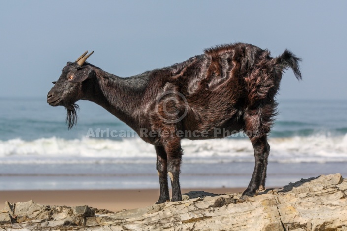 Side View of Goat on Rocks at Seaside