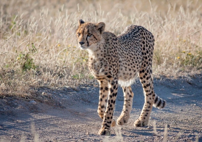 Young Cheetah, Three-quarter View