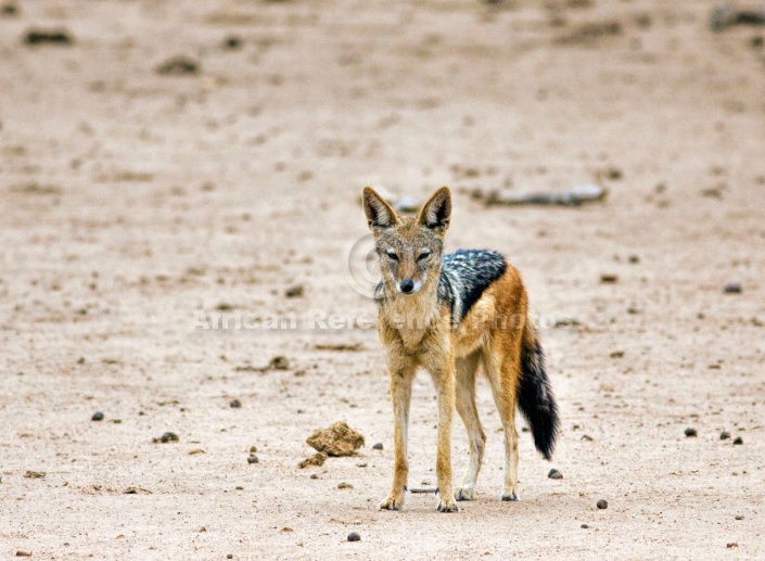 Black-backed Jackal