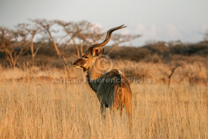 Kudu Bull in Long Winter Grass