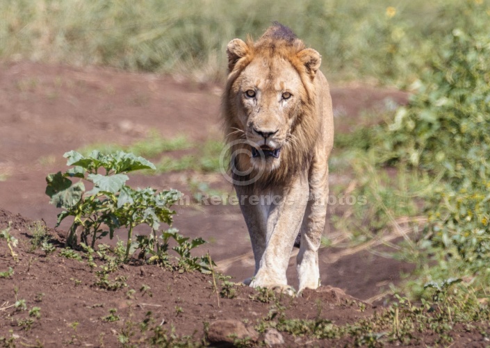 Lion Male Heading for Waterhole