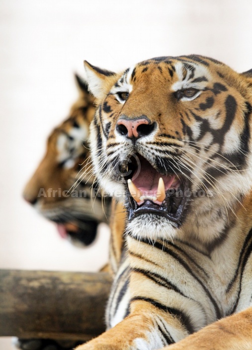 Bengal Tigers in Captivity