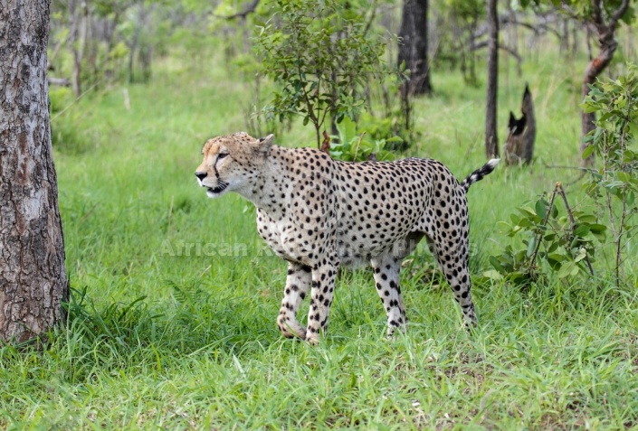 Cheetah Male in wooded country