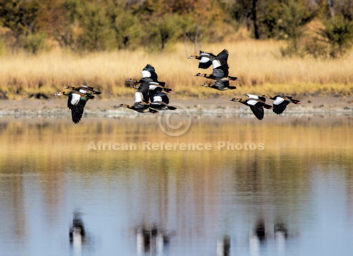 Egyptian Geese in Flight