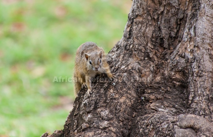 Tree Squirrel Reference Image