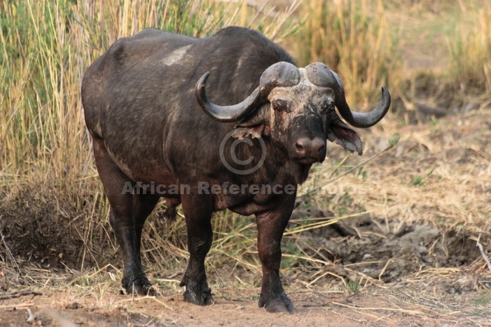 African Buffalo