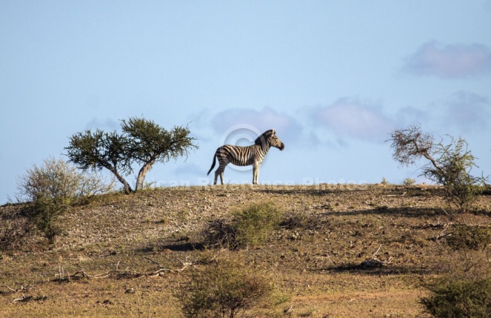 Zebra Standing on Skyline