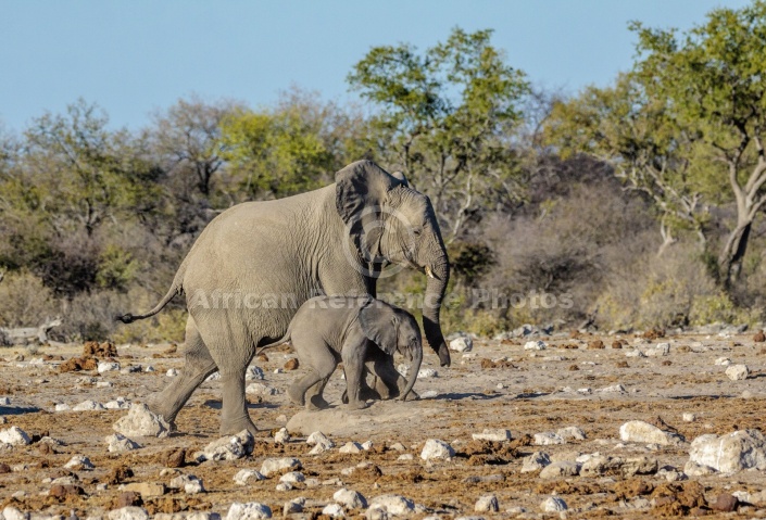 Elephant Mother and Baby