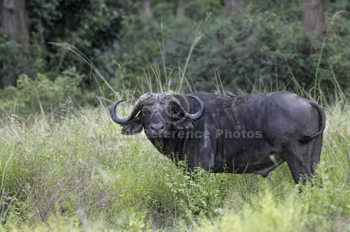 African Buffalo