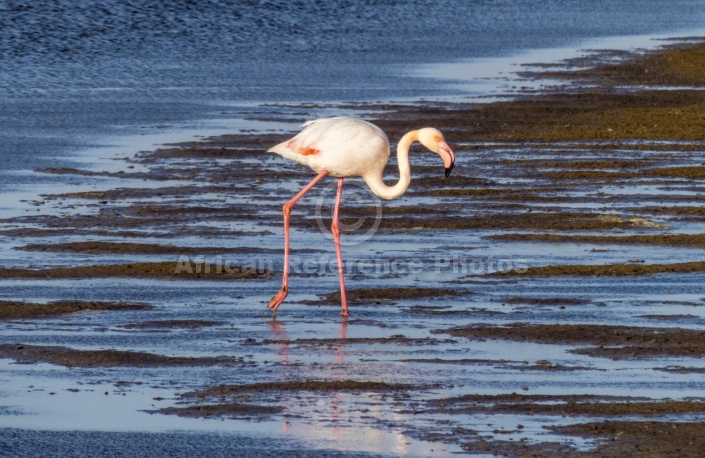 Greater Flamingo