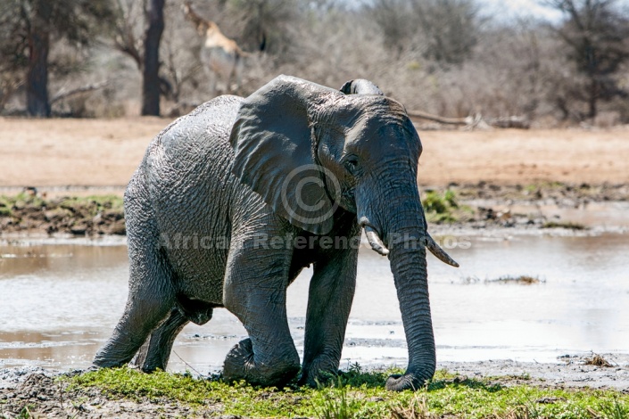 Elephant Treading Carefully