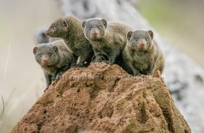 Dwarf Mongoose Foursome