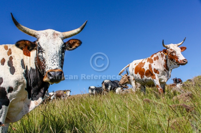 Nguni Cattle with Blue Sky in Background