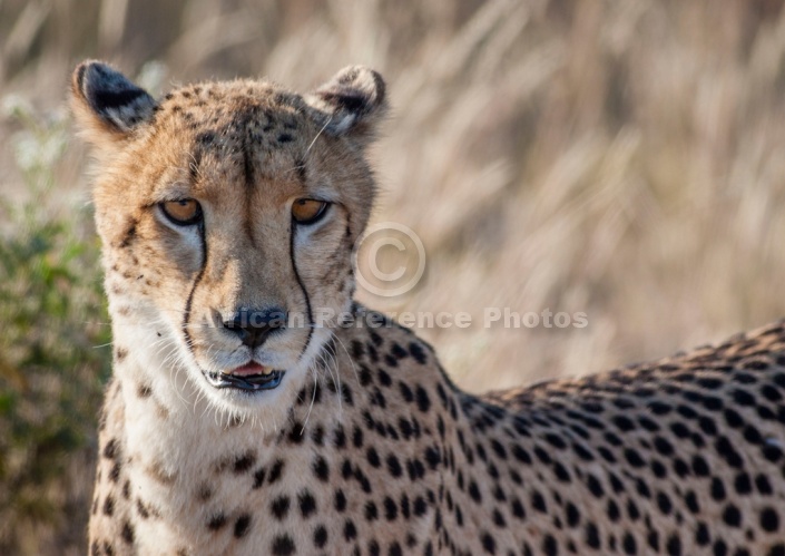 Cheetah Female, Head Shot