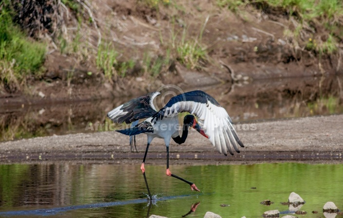 Saddle-Billed Stork Taking Off