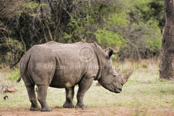 White Rhino Side View
