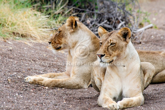 Lioness Pair