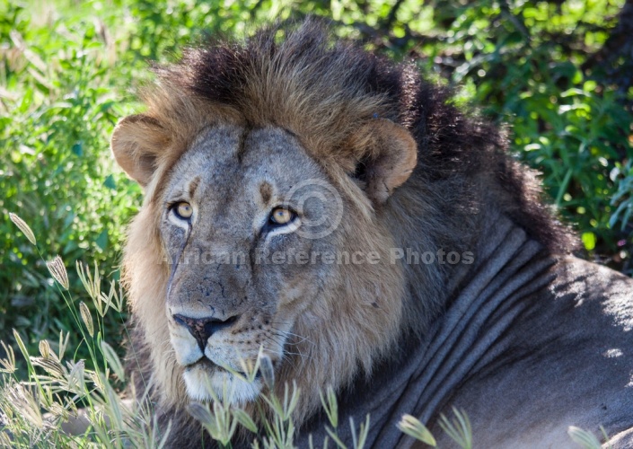 Male Lion