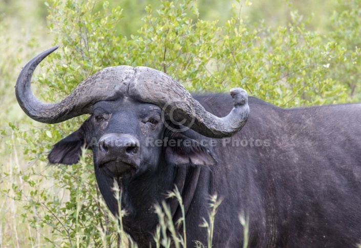 African Buffalo