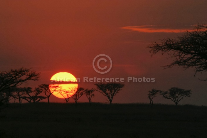 Acacia Trees Against Rising Sun