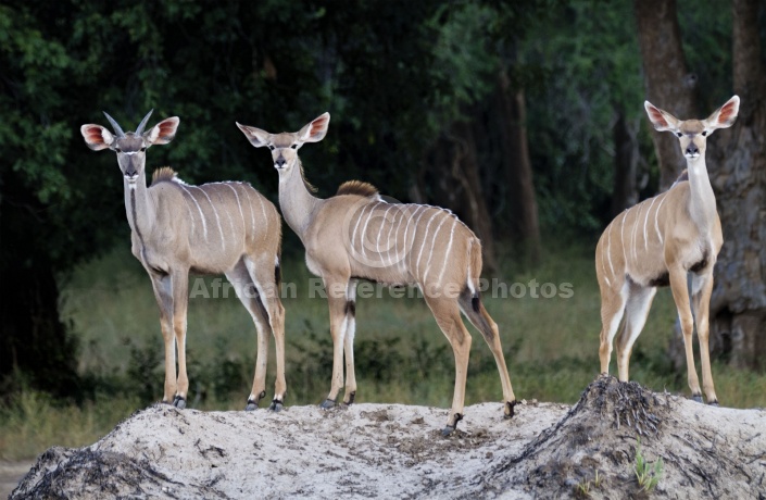 Kudu Trio