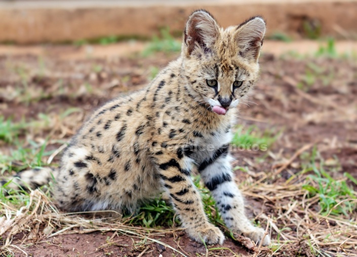 Serval Kitten Licking Lips