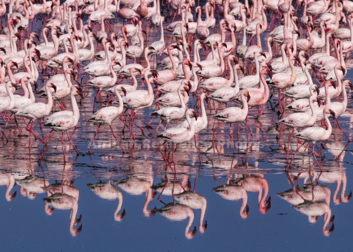 Lesser Flamingo Reflections