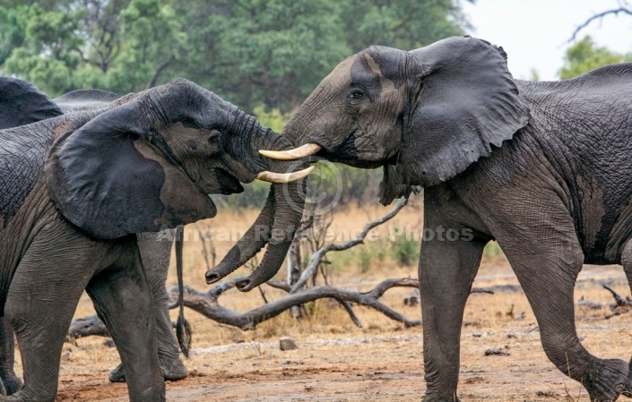 Elephants in Shoving Match