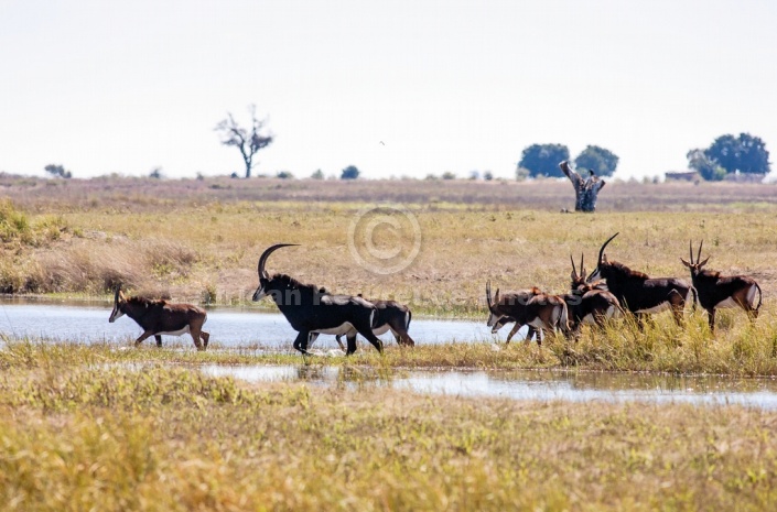 Sable Herd Crossing Stream