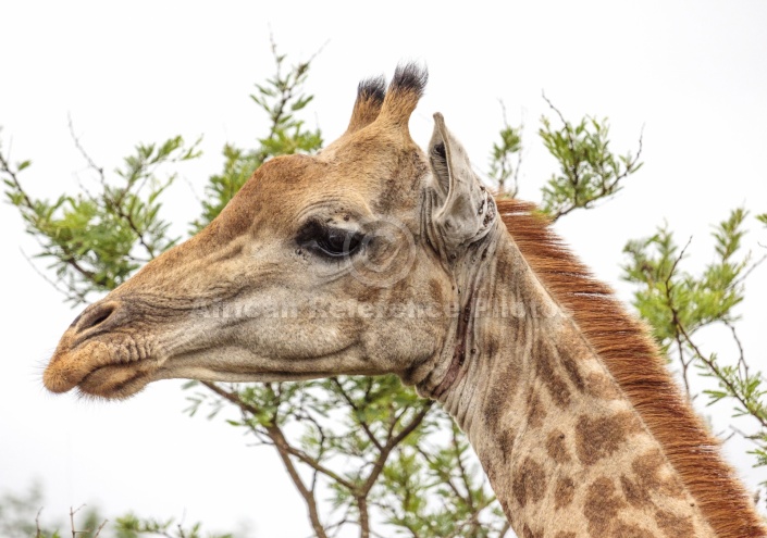 Giraffe Female, Close-up