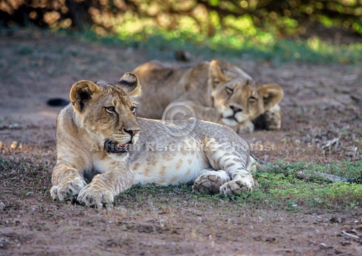 Lion Cubs at Rest in Shade