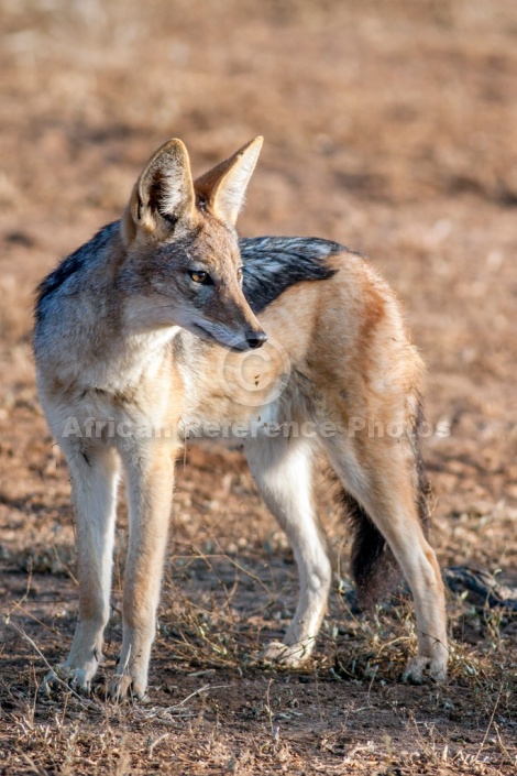 Black-backed Jackal