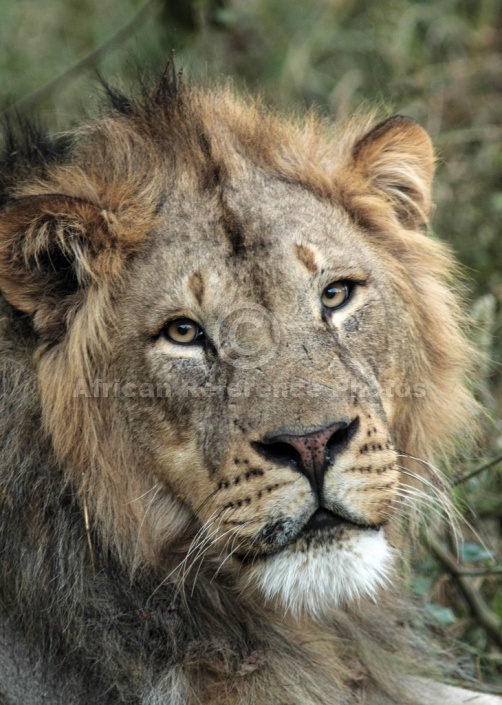 Lion Male