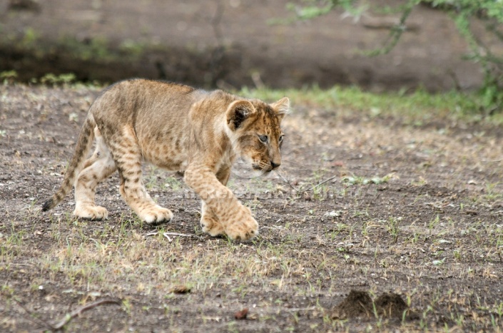 Lion Cub Walking, Side View