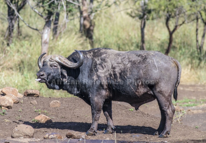 Buffalo Bull