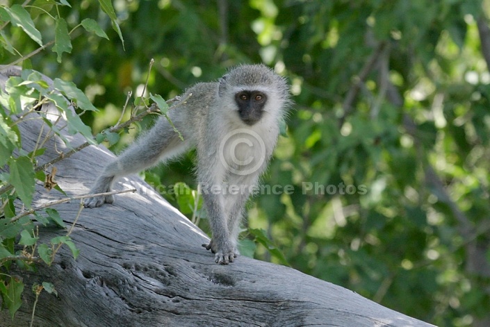 Vervet Monkey