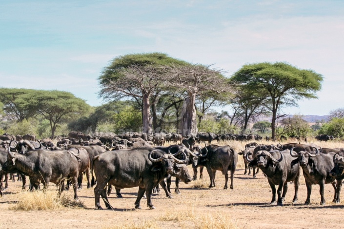 Baobab Trees and Buffalo Herd