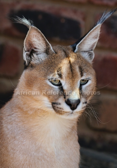 Caracal Portrait