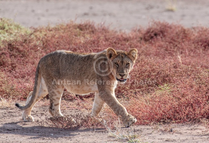 Juvenile Lion Art Reference Picture