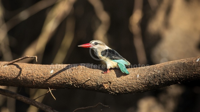 Brown-hooded kingfisher