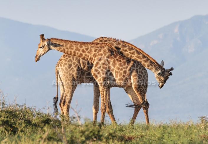Giraffe Males Sparring