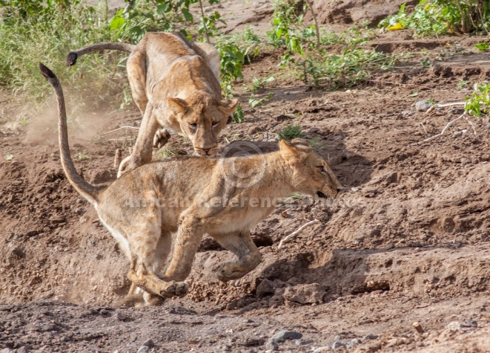 Young Lions Practise Hunting Skill