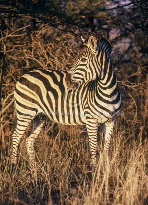 Zebra in Afternoon Light