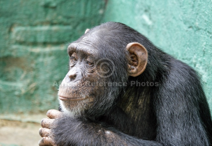 Captive Chimpanzee