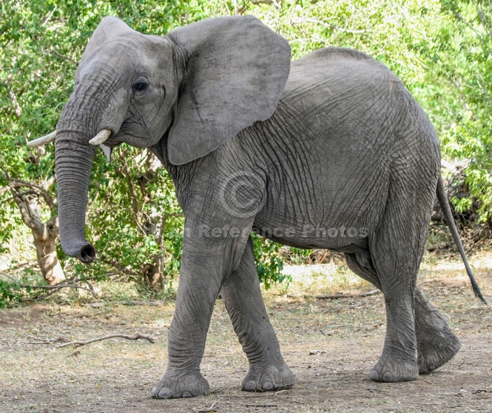 African Elephant Waving Trunk