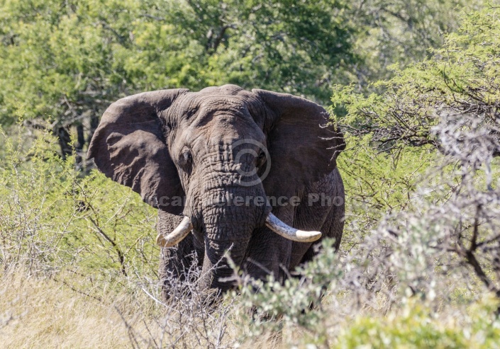 African Elephant Bull