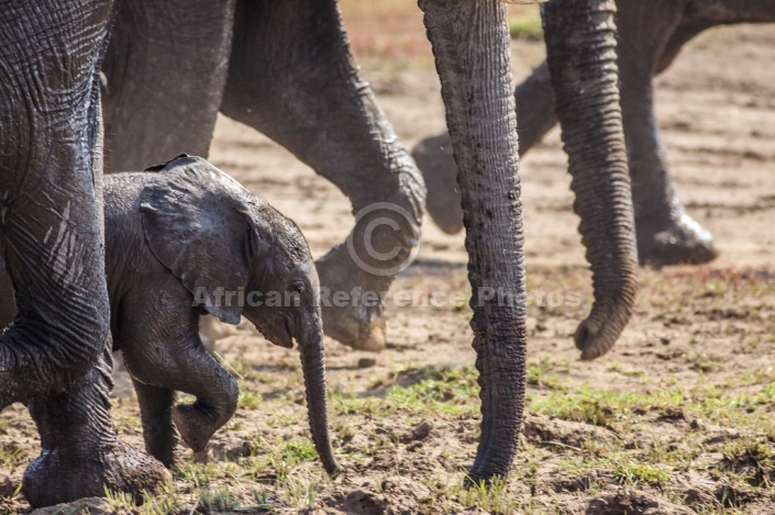 Elephant